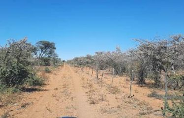 Farms for Sale in Namibia – Hochfeld District